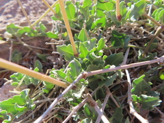 Acleisanthes longiflora