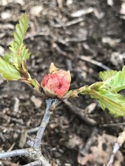 Biorhiza