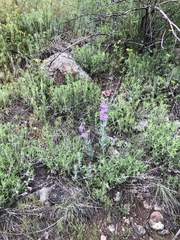 Penstemon secundiflorus