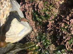 Ulva californica
