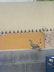 Streptopelia decaocto