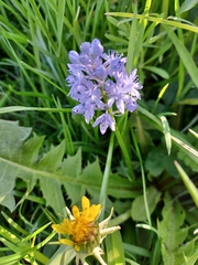 Hyacinthoides italica