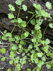 Veronica sublobata