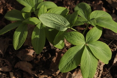 Gymnospermium smirnowii