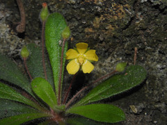 Lysimachia alpestris