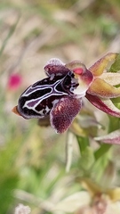 Ophrys cretica