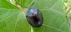 Cyrtonota