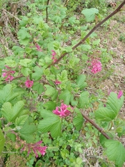 Ribes sanguineum