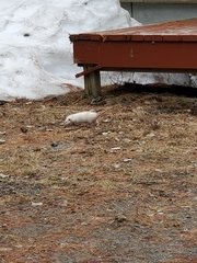 Rattus norvegicus domestica