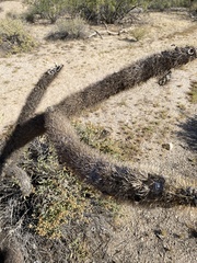 Cylindropuntia bigelovii