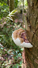 Ganoderma