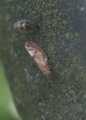 Cacopsylla fulguralis