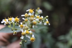 Alloispermum
