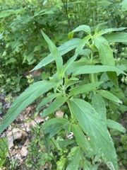 Monarda punctata