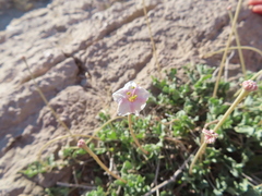 Acleisanthes longiflora