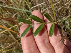 Vicia sativa segetalis