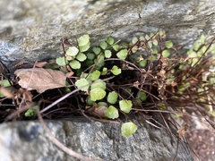 Asplenium adulterinum