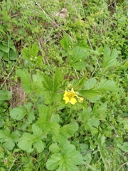 Geum macrophyllum
