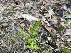 Asplenium cuneifolium