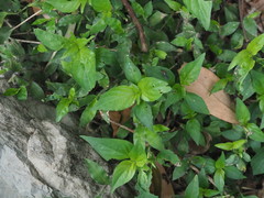 Dicliptera chinensis