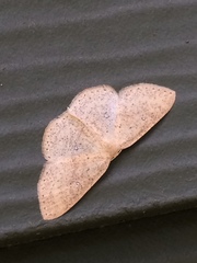 Cyclophora dataria