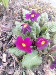 Primula × pruhonicensis