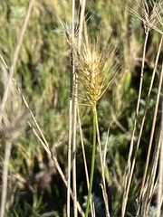 Hordeum marinum