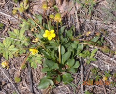 Ranunculus glaberrimus