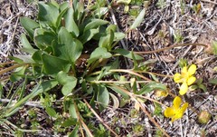 Ranunculus glaberrimus