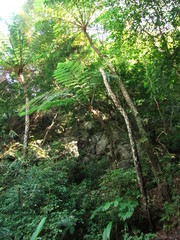 Geothelphusa miyazakii