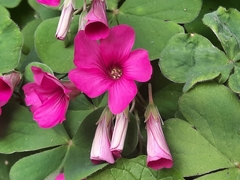 Oxalis articulata
