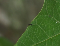 Ochetellus glaber