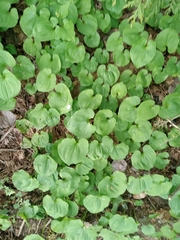 Maianthemum dilatatum