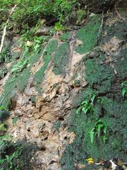 Geothelphusa miyazakii