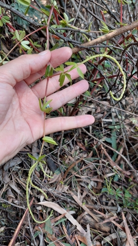 Image of Peperomia galioides by (c) Juan Carlos Caicedo Hernández, some rights reserved (CC BY)