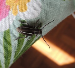 Neodorcadion bilineatum