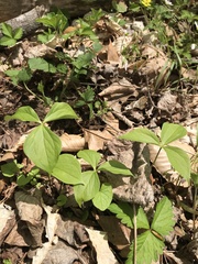 Trillium cernuum