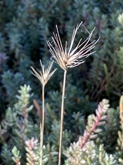 Hordeum marinum