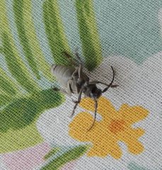 Neodorcadion bilineatum