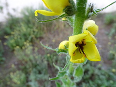 Verbascum boerhavii