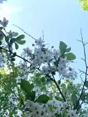 Styracaceae