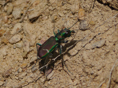 Cicindela limbalis