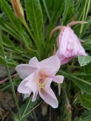 Oenothera cespitosa