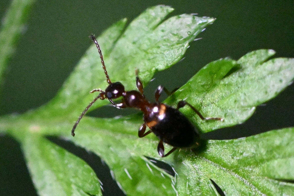 Anthelephila bramina coiffaiti from Nanjing, Jiangsu, China on May 1