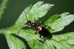Anthelephila bramina