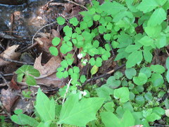 Thalictrum clavatum