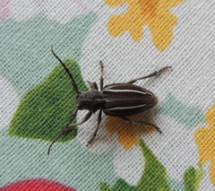 Neodorcadion bilineatum