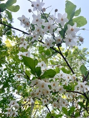 Styracaceae