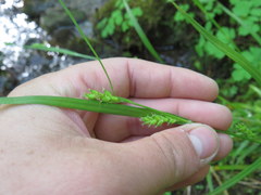 Carex oligocarpa
