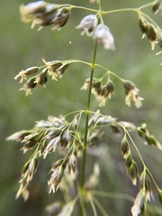 Anthoxanthum nitens